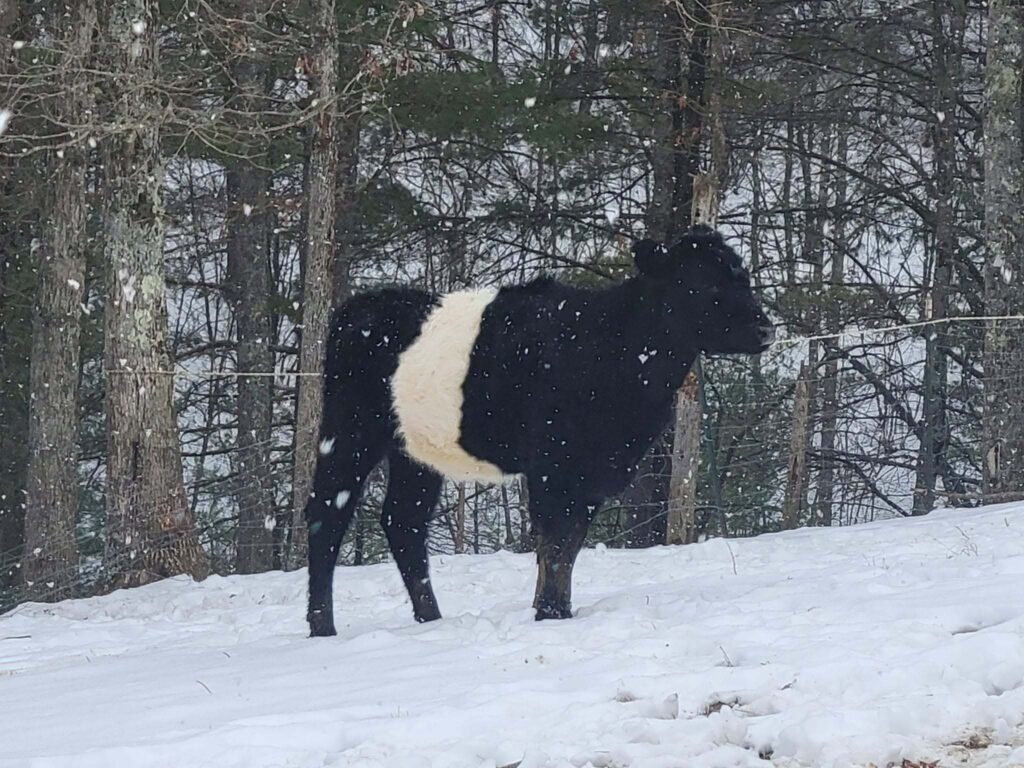 A belted Galloway cow standing among the trees during a light snowfall
