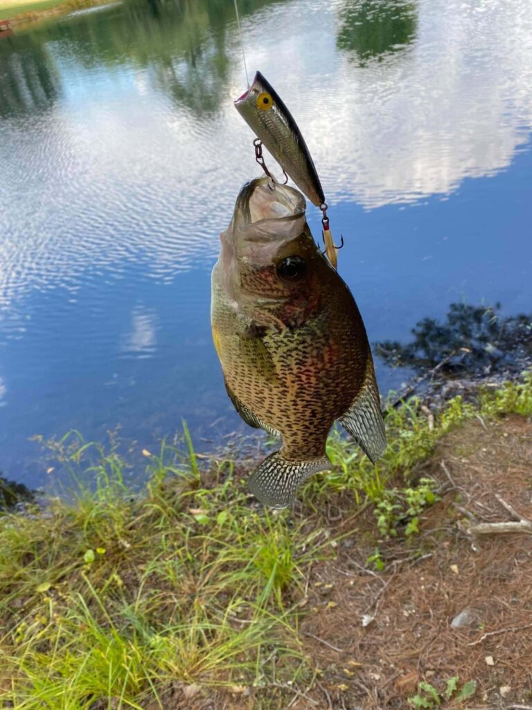 A bluegill on a topwater lure held above the still water of the lake