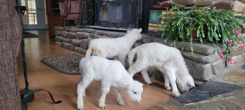Two newborn lambs warming themselves on the hearth by the stone fireplace