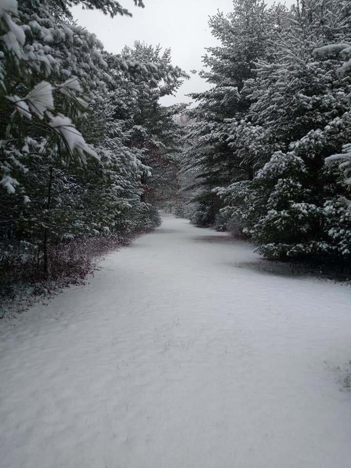 A quiet snow covered lane running between frosted pines on the property